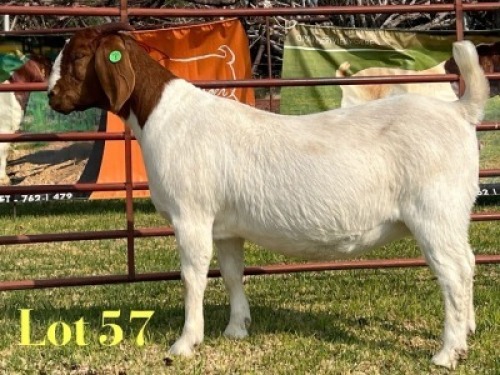 1 X BOER GOAT FLOCK ON TEAT PREGNANT DOE LUKAS BURGER
