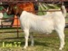 1 X BOER GOAT FLOCK ON TEAT PREGNANT DOE LUKAS BURGER