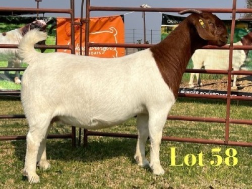 1 X BOER GOAT STUD PREGNANT DOE LUKAS BURGER