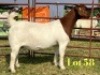 1 X BOER GOAT STUD PREGNANT DOE LUKAS BURGER
