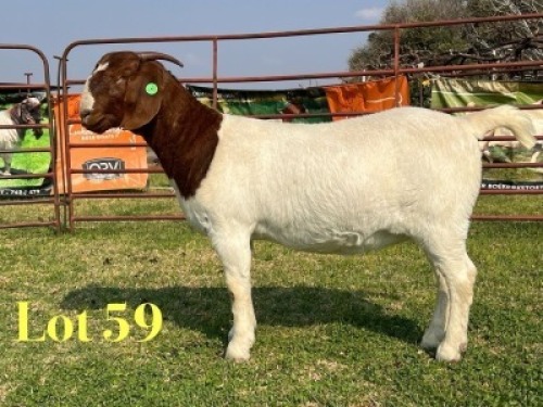 1 X BOER GOAT FLOCK ON TEAT PREGNANT DOE LUKAS BURGER