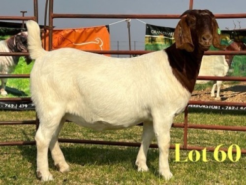 1 X BOER GOAT FLOCK ON TEAT DOE LUKAS BURGER