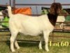 1 X BOER GOAT FLOCK ON TEAT DOE LUKAS BURGER