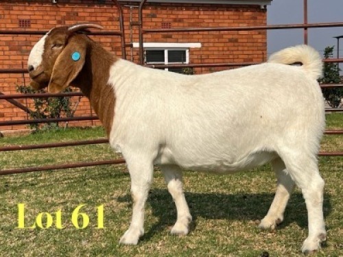 1 X BOER GOAT STUD PREGNANT DOE LUKAS BURGER