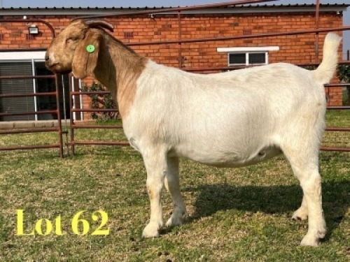 1 X BOER GOAT FLOCK PREGNANT DOE LUKAS BURGER