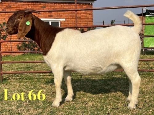 1 X BOER GOAT FLOCK PREGNANT DOE LUKAS BURGER