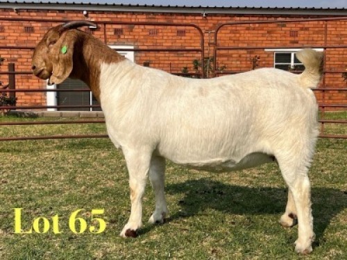 1 X BOER GOAT FLOCK ON TEAT PREGNANT DOE LUKAS BURGER