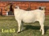 1 X BOER GOAT FLOCK ON TEAT PREGNANT DOE LUKAS BURGER