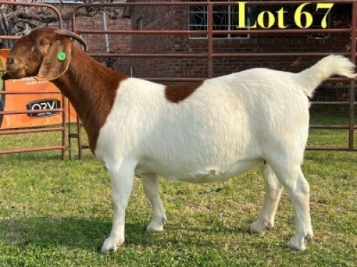 1 X BOER GOAT FLOCK ON COLOUR PREGNANT DOE LUKAS BURGER