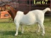 1 X BOER GOAT FLOCK ON COLOUR PREGNANT DOE LUKAS BURGER