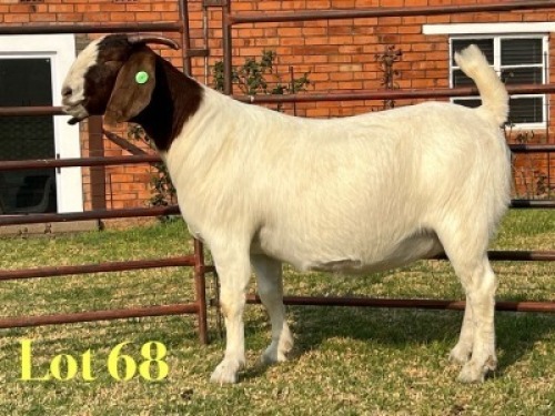 1 X BOER GOAT FLOCK ON TEAT PREGNANT DOE LUKAS BURGER