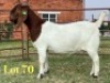 1 X BOER GOAT FLOCK ON COLOUR PREGNANT DOE LUKAS BURGER
