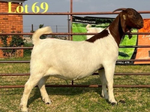 1 X BOER GOAT FLOCK ON COLOUR PREGNANT DOE LUKAS BURGER
