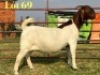 1 X BOER GOAT FLOCK ON COLOUR PREGNANT DOE LUKAS BURGER