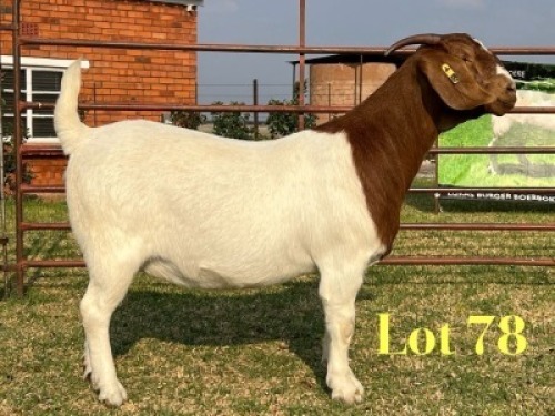 1 X BOER GOAT FLOCK ON TEAT PREGNANT DOE LUKAS BURGER