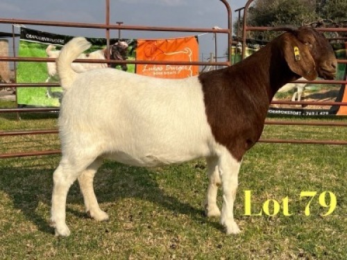1 X BOER GOAT FLOCK ON COLOUR PREGNANT DOE LUKAS BURGER