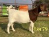 1 X BOER GOAT FLOCK ON COLOUR PREGNANT DOE LUKAS BURGER