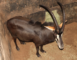 1 X SWARTWITPENSBUL/SABLE BULL L:42.75" ; R:40.5" 