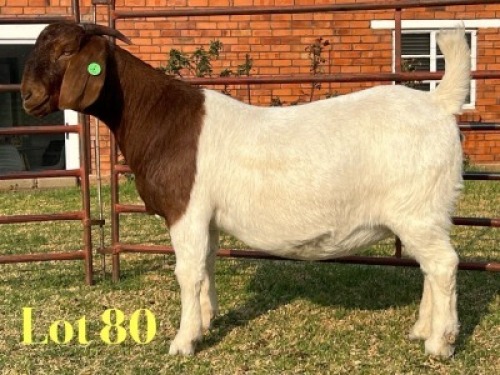 1 X BOER GOAT FLOCK ON TEAT PREGNANT DOE LUKAS BURGER