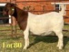 1 X BOER GOAT FLOCK ON TEAT PREGNANT DOE LUKAS BURGER