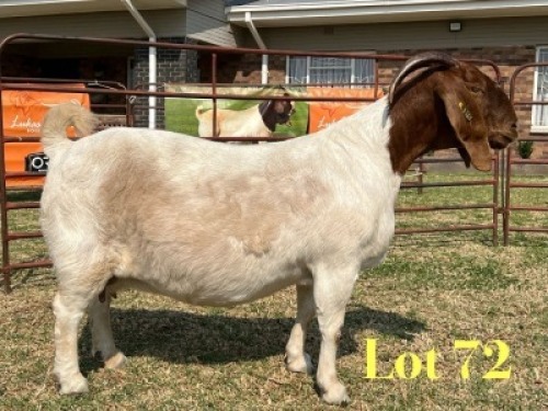 1 X BOER GOAT STUD DOE LUKAS BURGER