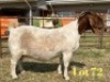 1 X BOER GOAT STUD DOE LUKAS BURGER