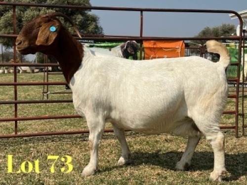 1 X BOER GOAT STUD PREGNANT DOE LUKAS BURGER
