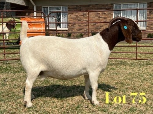 1 X BOER GOAT STUD DOE LUKAS BURGER