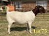 1 X BOER GOAT STUD DOE LUKAS BURGER