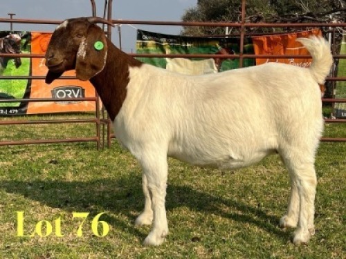 1 X BOER GOAT FLOCK PREGNANT DOE LUKAS BURGER