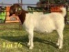 1 X BOER GOAT FLOCK PREGNANT DOE LUKAS BURGER