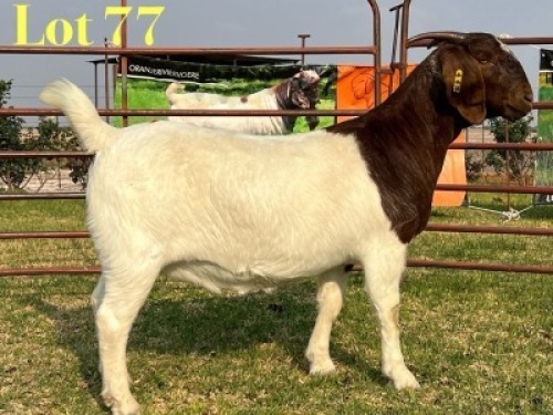 1 X BOER GOAT FLOCK ON TEAT PREGNANT DOE LUKAS BURGER
