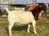 1 X BOER GOAT FLOCK ON TEAT PREGNANT DOE LUKAS BURGER