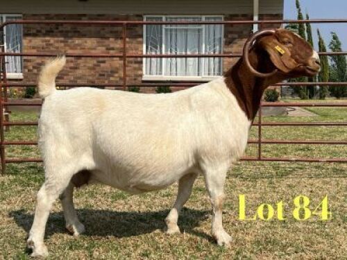 1 X BOER GOAT STUD PREGNANT DOE LUKAS BURGER