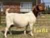1 X BOER GOAT STUD PREGNANT DOE LUKAS BURGER