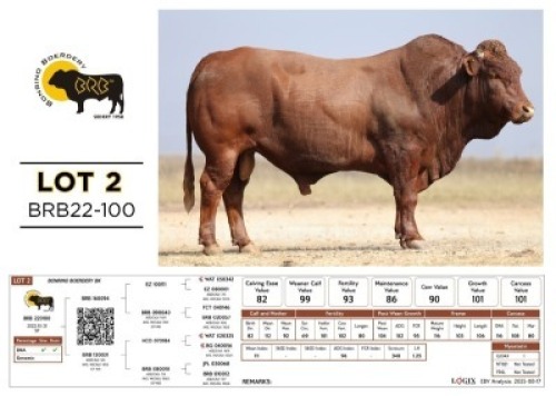 1 X BONSMARA BULL Bonrino Boerdery
