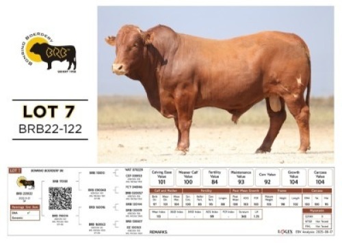 1 X BONSMARA BULL Bonrino Boerdery