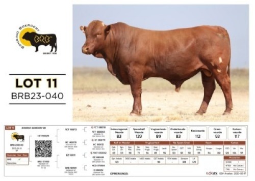 1 X BONSMARA BULL Bonrino Boerdery