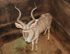 1 X KOEDOEBUL/KUDU BULL L:54" ; R:52 1/2"