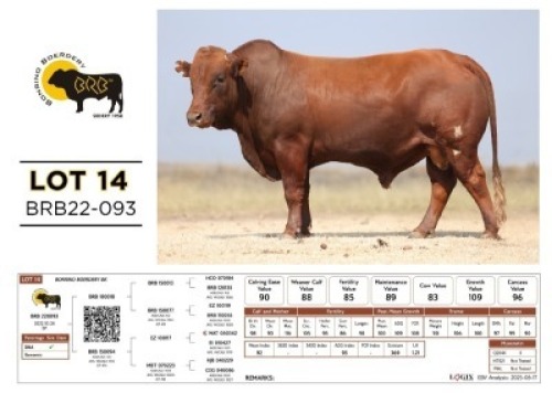 1 X BONSMARA BULL Bonrino Boerdery