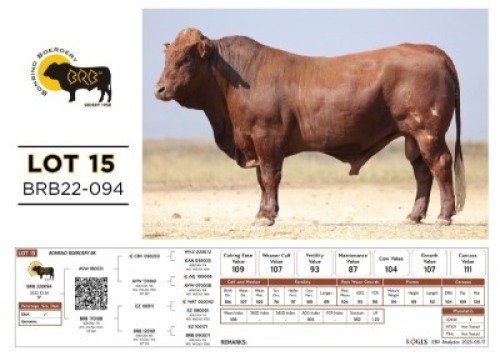1 X BONSMARA BULL Bonrino Boerdery