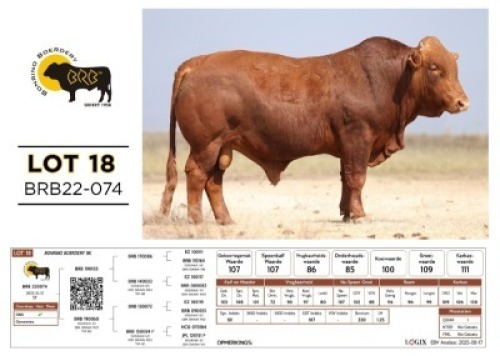 1 X BONSMARA BULL Bonrino Boerdery