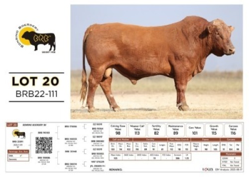 1 X BONSMARA BULL Bonrino Boerdery