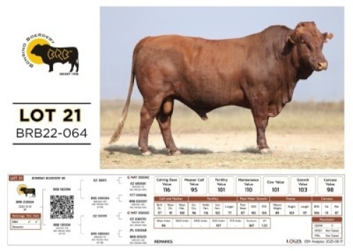 1 X BONSMARA BULL Bonrino Boerdery