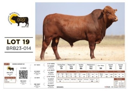 1 X BONSMARA BULL Bonrino Boerdery