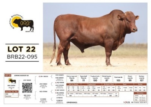 1 X BONSMARA BULL Bonrino Boerdery