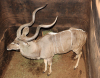 1 X KOEDOEBUL/KUDU BULL L:54" ; R:52 1/2" - 2