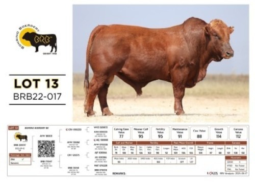 1 X BONSMARA BULL Bonrino Boerdery