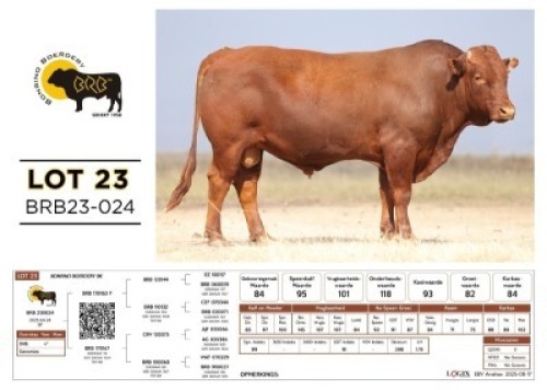1 X BONSMARA BULL Bonrino Boerdery