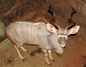 1 X KOEDOEBUL/KUDU BULL L:51 3/8" ; R:51 1/4"